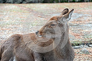 Deer laying down on the grass floor at the park in Nara, Japan.