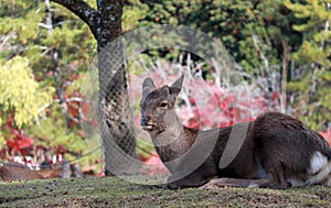 Deer laying down on the grass floor at the park in Nara, Japan.