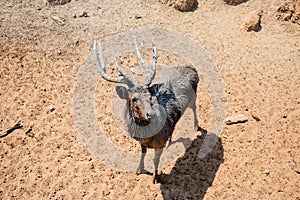 The deer leaned on the sand and looked up.