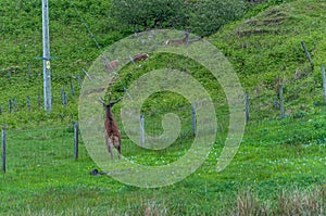 Deer leaping a fence to reach his family