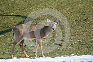 Deer Licking Nose