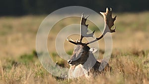 Deer lies down on grass chewing his cud