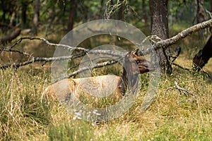 A deer lies in the grass resting, in a nature forest or a nature reserve