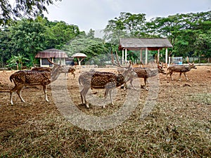 Deer life in a zoo. Group of sika deer on dry grass