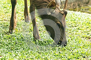 Deer like to eat almost any type of grass.