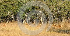 Deer at lodge grounds, Nzobe, Zambia