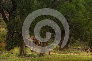 Deer Lodge Park Old Cabin On Yampa River Detail