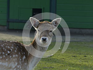 This deer looked straight in the camera