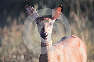 Deer looking at the camera close-up