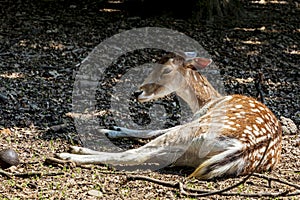 A deer looking at the camera