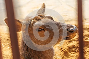 A deer is looking at the camera