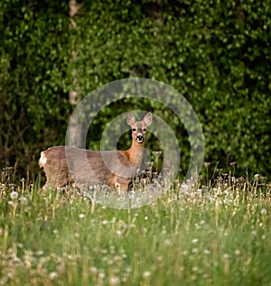 Deer is looking at the photographer.