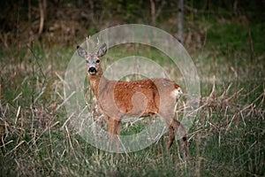 Deer is looking at the photographer.