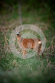 Deer is looking at the photographer.