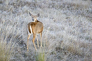 Deer looks back at the camera