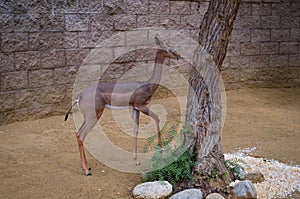 Deer at Los Angeles Zoo