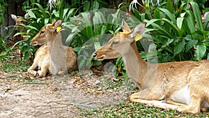 Deer lying in the bushes at the Khao Kheow Open Zoo. Thailand