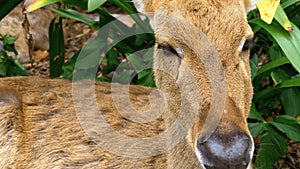 Deer lying in the bushes at the Khao Kheow Open Zoo. Thailand