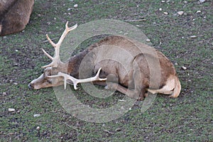 Deer lying in the citadel of Jaca