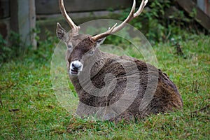 Deer lying on a grass in a farm, animal breeding