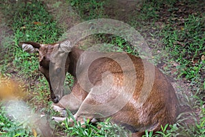 Deer lying on the lawn