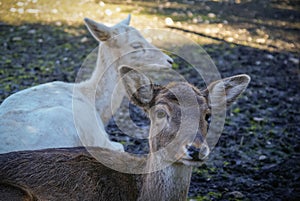 Deer lying on the lawn