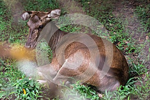 Deer lying on the lawn