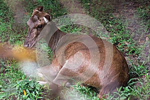 Deer lying on the lawn