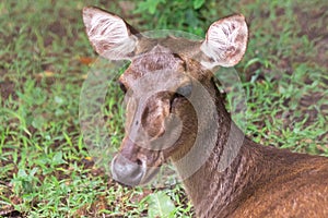Deer lying on the lawn
