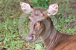 Deer lying on the lawn
