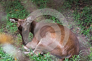 Deer lying on the lawn