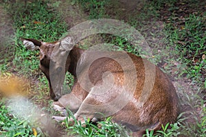 Deer lying on the lawn