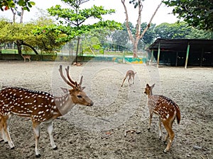 Deer Lying in The Park