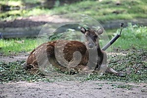 Deer lying in the Rotterdam Blijdorp Zoo in the Netherlands photo