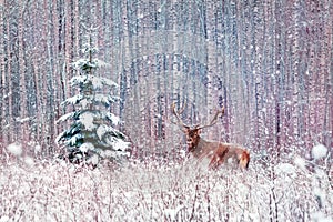 Deer male with big horns and lonely spruce tree in the winter snowy forest.