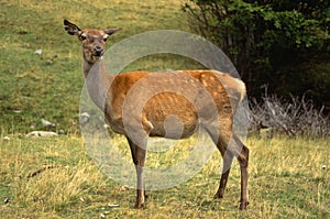 Deer