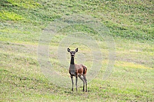 Deer