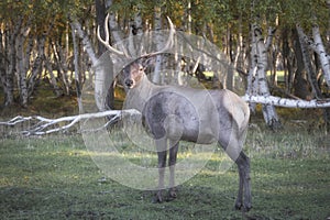 Deer or Maral in a natural habitat in mountain forest of Karkaralinsk, Kazakhstan