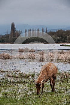 Deer on marshland photo