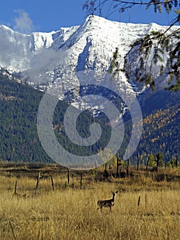 Deer in Meadow