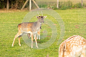 Deer in a meadow