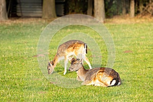 Deer in a meadow