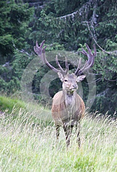 The deer in the meadow