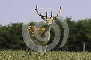 Deer on meadow