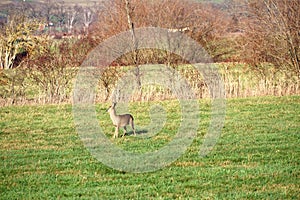 Deer in a meadow, alert and feeding. large mammal. Animal photo