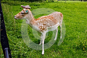 Deer on the meadow of De Haar Castle