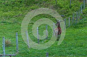 Deer in the meadow at a fence.