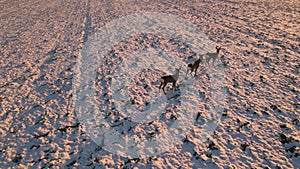 Deer on a meadow, filmed with a drone