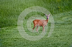 Deer on a meadow i springtime.