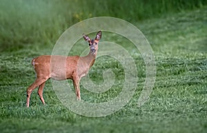 Deer on the meadow i springtime.